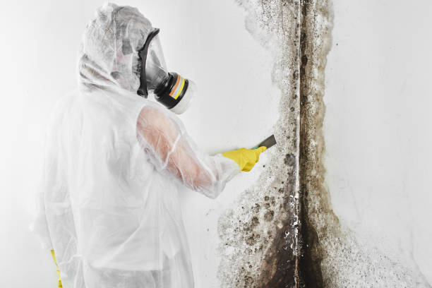 Best Office Mold Removal Services  in Dublin, PA