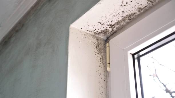 Best Home Mold Removal  in Dublin, PA