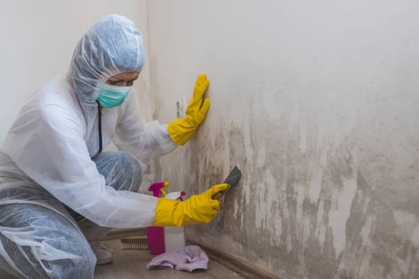 Best Mold Damage Repair  in Dublin, PA