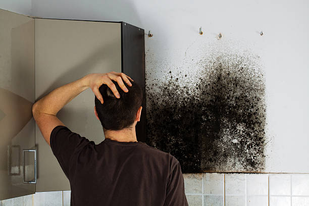 Certified Mold Removal in Dublin, PA